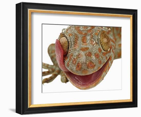 Gecko Licking Eye-Martin Harvey-Framed Photographic Print