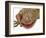 Gecko Licking Eye-Martin Harvey-Framed Photographic Print