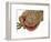 Gecko Licking Eye-Martin Harvey-Framed Photographic Print