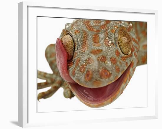 Gecko Licking Eye-Martin Harvey-Framed Photographic Print
