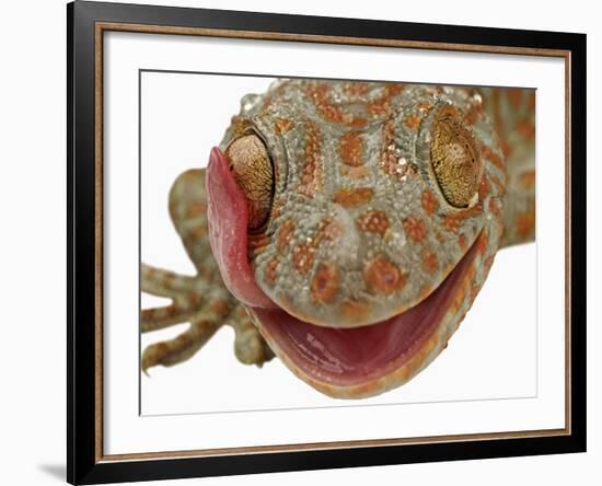 Gecko Licking Eye-Martin Harvey-Framed Photographic Print