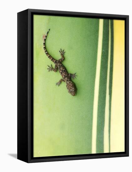 Gecko on Plant, Madagascar-Edwin Giesbers-Framed Premier Image Canvas