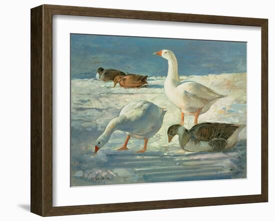 Geese and Mallards, 2000-Timothy Easton-Framed Giclee Print