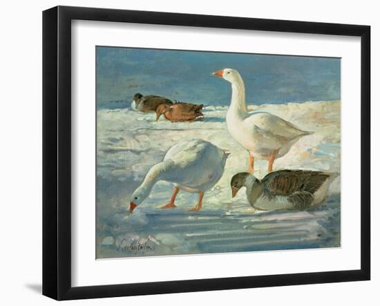 Geese and Mallards, 2000-Timothy Easton-Framed Giclee Print