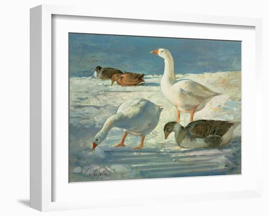 Geese and Mallards, 2000-Timothy Easton-Framed Giclee Print