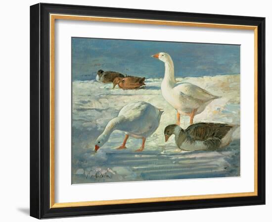 Geese and Mallards, 2000-Timothy Easton-Framed Giclee Print