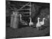 Premium Photographic Print