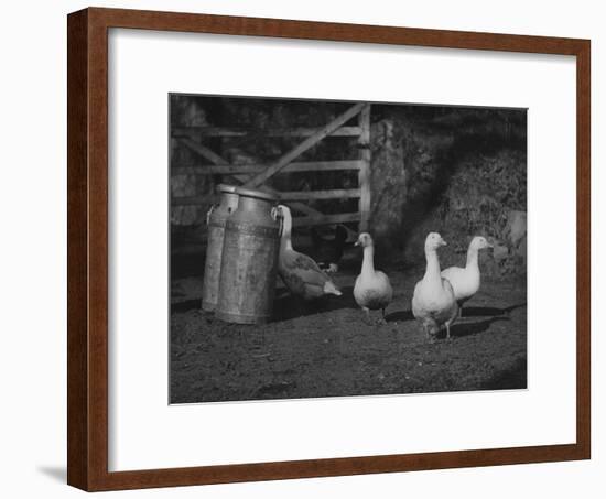 Geese and Milk Churns-null-Framed Photographic Print