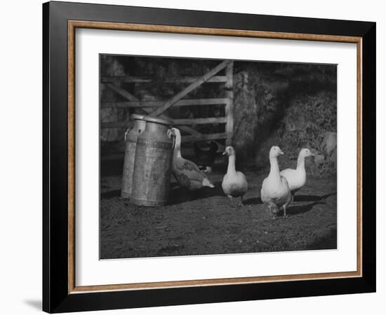 Geese and Milk Churns-null-Framed Photographic Print