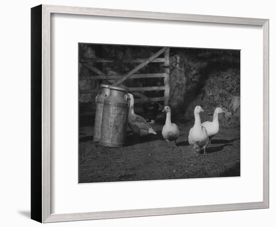 Geese and Milk Churns-null-Framed Photographic Print