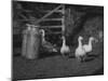 Geese and Milk Churns-null-Mounted Photographic Print