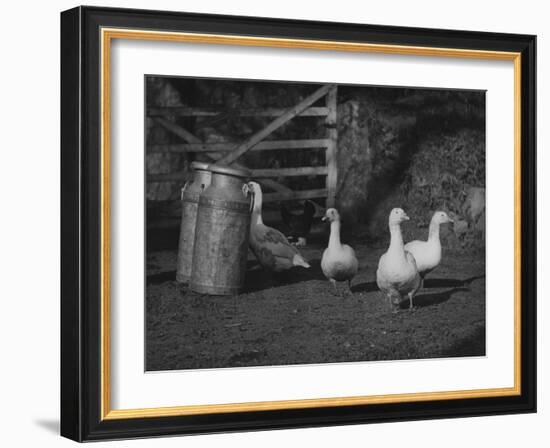 Geese and Milk Churns-null-Framed Photographic Print