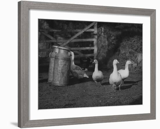 Geese and Milk Churns-null-Framed Photographic Print