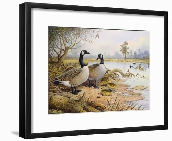 Geese: Canada-Carl Donner-Framed Giclee Print