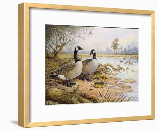 Geese: Canada-Carl Donner-Framed Giclee Print