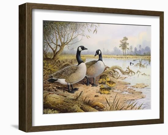 Geese: Canada-Carl Donner-Framed Giclee Print