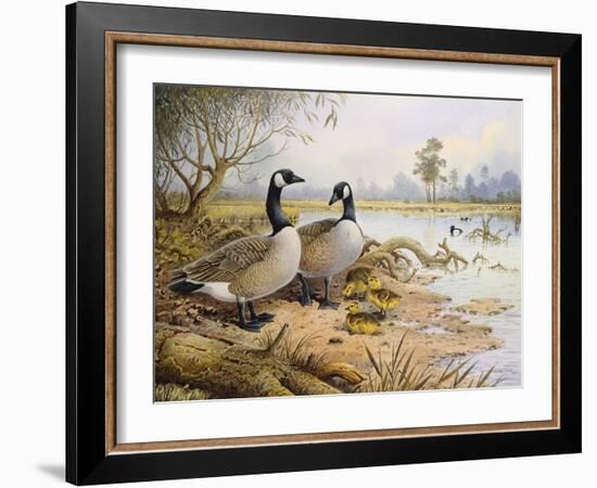 Geese: Canada-Carl Donner-Framed Giclee Print