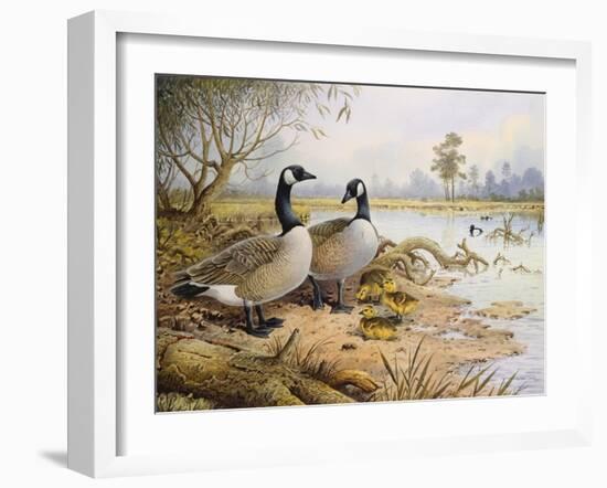 Geese: Canada-Carl Donner-Framed Giclee Print