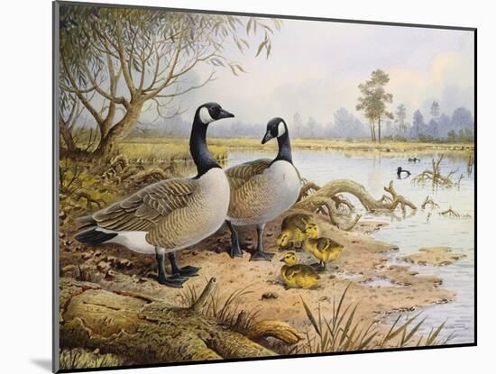 Geese: Canada-Carl Donner-Mounted Giclee Print
