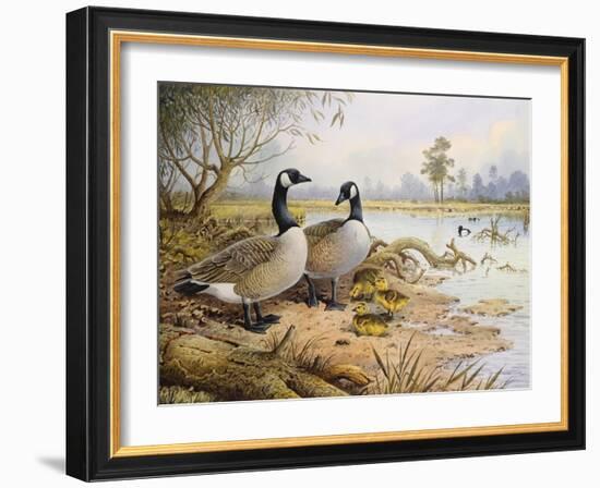 Geese: Canada-Carl Donner-Framed Giclee Print