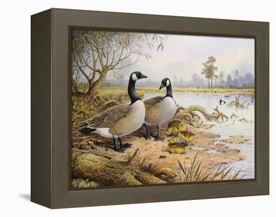 Geese: Canada-Carl Donner-Framed Premier Image Canvas