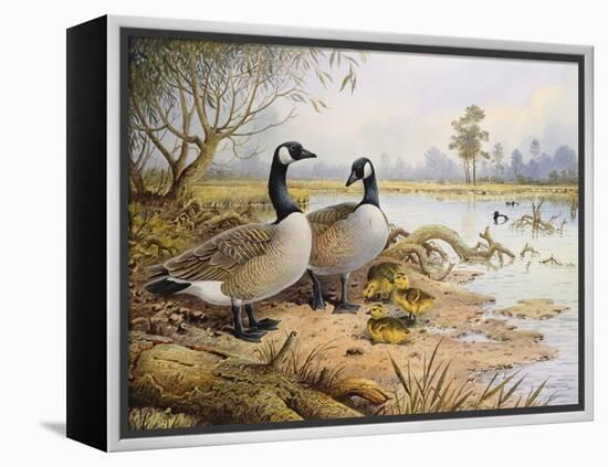Geese: Canada-Carl Donner-Framed Premier Image Canvas