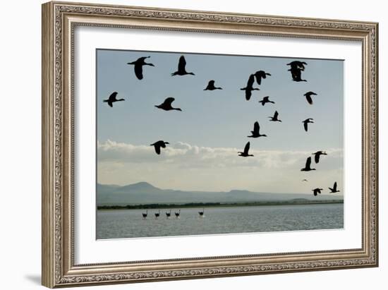 Geese Fly Over Ostriches On Amboseli Lake-Charles Bowman-Framed Photographic Print