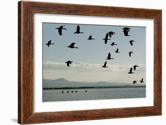 Geese Fly Over Ostriches On Amboseli Lake-Charles Bowman-Framed Photographic Print