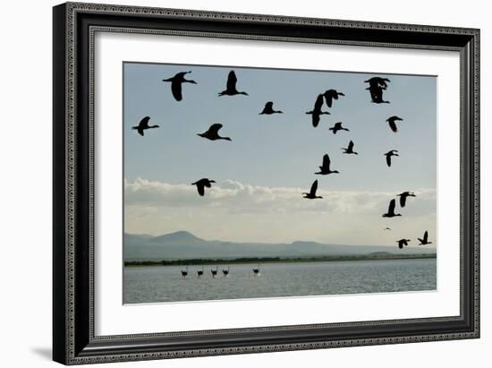 Geese Fly Over Ostriches On Amboseli Lake-Charles Bowman-Framed Photographic Print