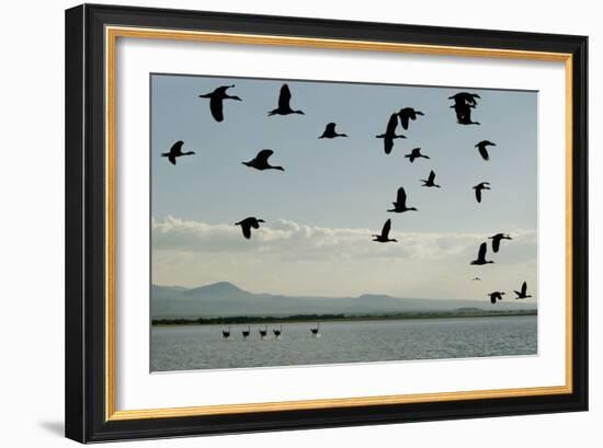 Geese Fly Over Ostriches On Amboseli Lake-Charles Bowman-Framed Photographic Print