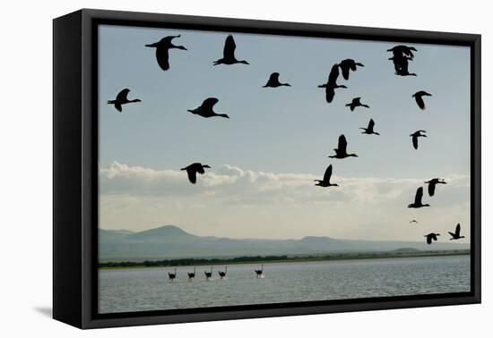 Geese Fly Over Ostriches On Amboseli Lake-Charles Bowman-Framed Premier Image Canvas