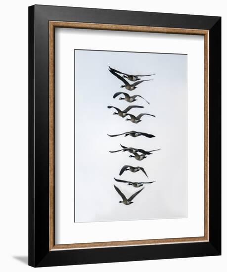 Geese flying in formation-Michael Scheufler-Framed Photographic Print