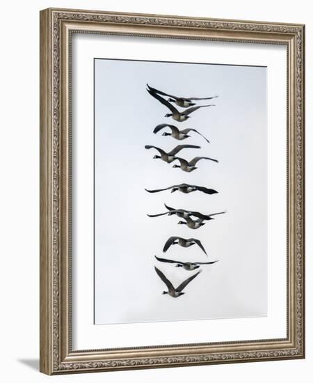 Geese flying in formation-Michael Scheufler-Framed Photographic Print