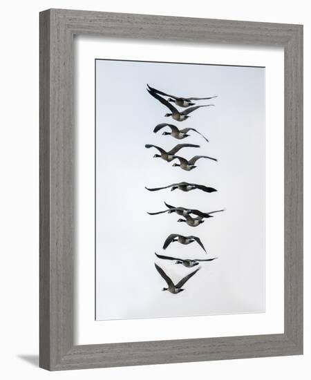 Geese flying in formation-Michael Scheufler-Framed Photographic Print