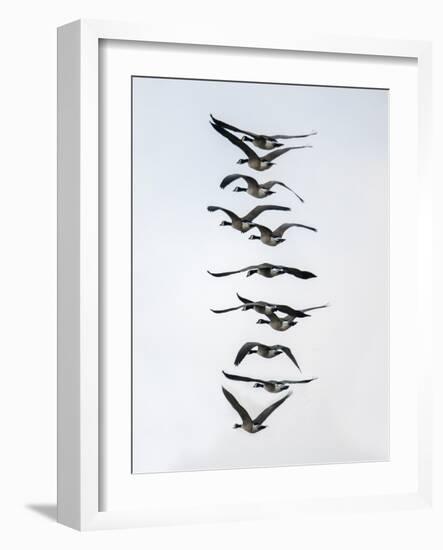 Geese flying in formation-Michael Scheufler-Framed Photographic Print