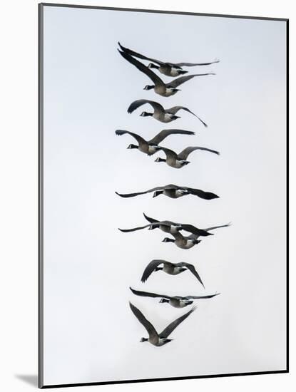 Geese flying in formation-Michael Scheufler-Mounted Photographic Print