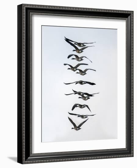 Geese flying in formation-Michael Scheufler-Framed Photographic Print