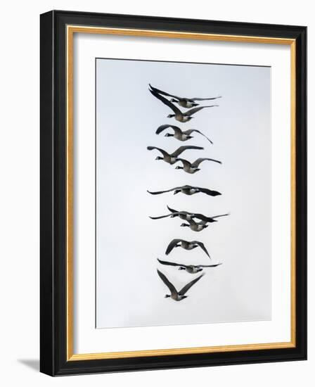 Geese flying in formation-Michael Scheufler-Framed Photographic Print