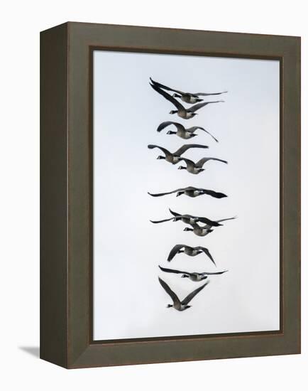Geese flying in formation-Michael Scheufler-Framed Premier Image Canvas