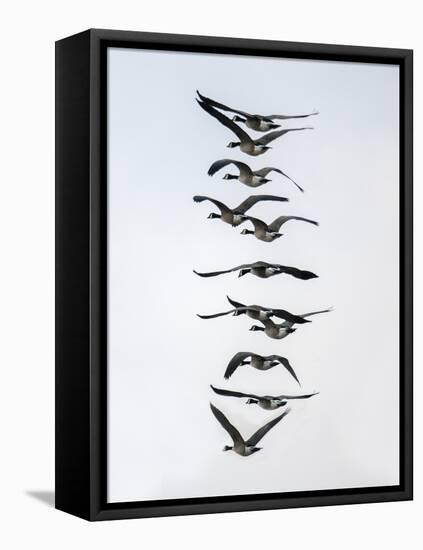 Geese flying in formation-Michael Scheufler-Framed Premier Image Canvas