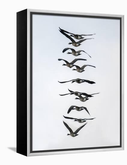 Geese flying in formation-Michael Scheufler-Framed Premier Image Canvas