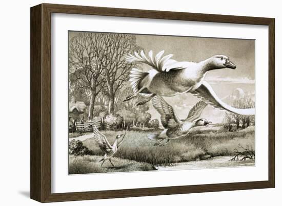 Geese Flying-Ronald Lampitt-Framed Giclee Print