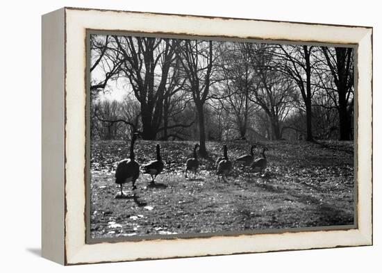 Geese in a Row-null-Framed Stretched Canvas