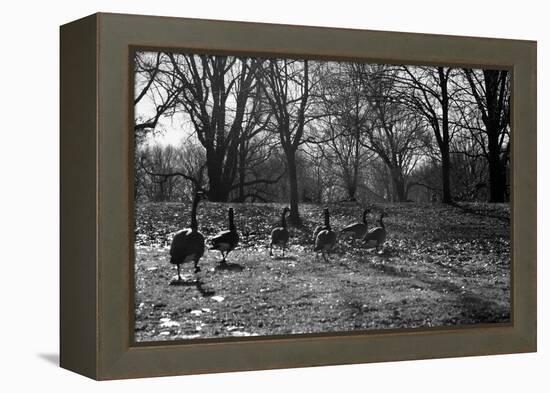 Geese in a Row-null-Framed Stretched Canvas