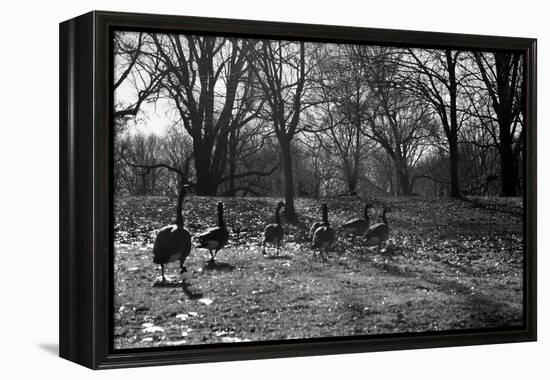Geese in a Row-null-Framed Stretched Canvas