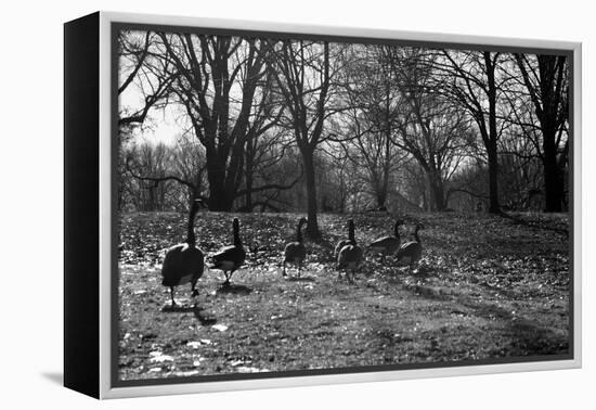 Geese in a Row-null-Framed Stretched Canvas