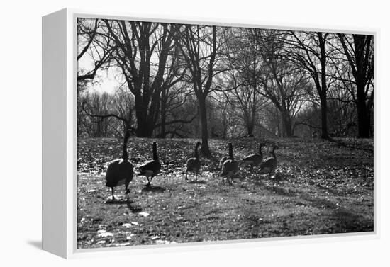 Geese in a Row-null-Framed Stretched Canvas