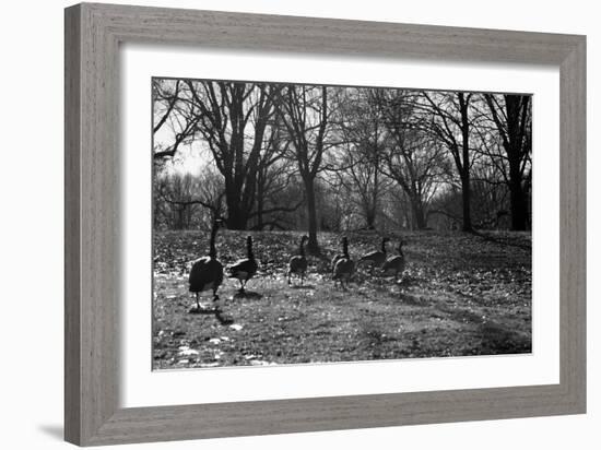 Geese in a Row-null-Framed Photo