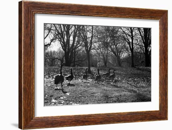 Geese in a Row-null-Framed Photo