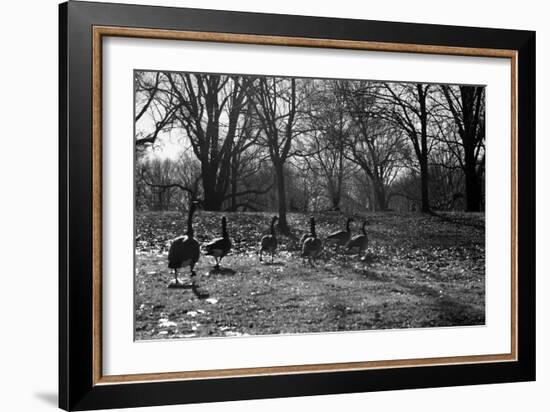 Geese in a Row-null-Framed Photo